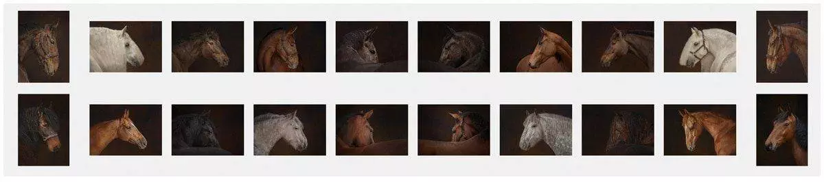 Master Craftsman Horse Photographer, submitting panel