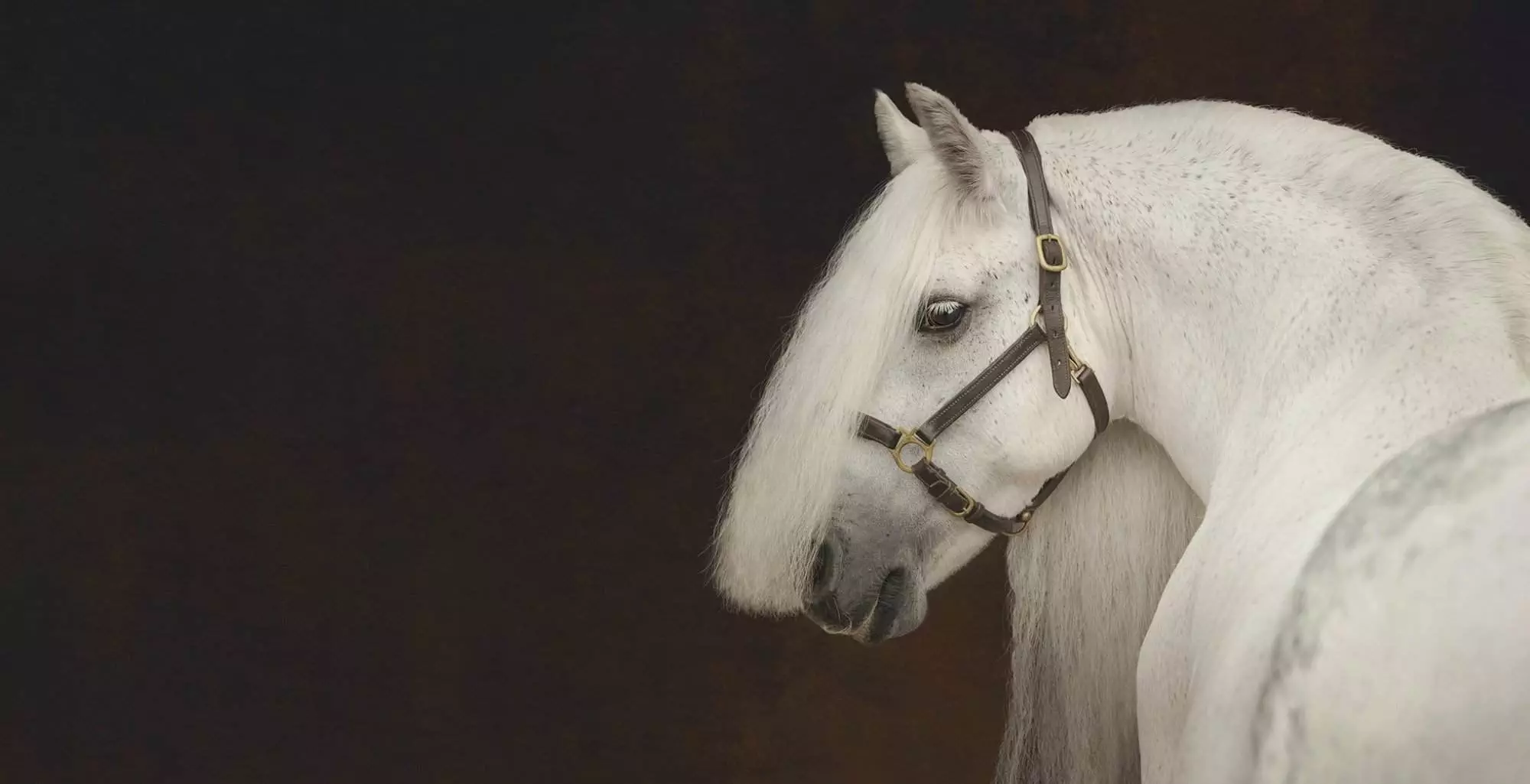 Pet and Equine Photography training by Emma Campbell