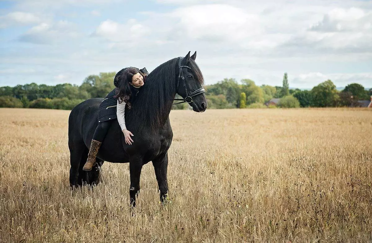 Horse Photoshoot - Cheshire - 2024 Fresian horse, golden oldie, by Emma Campbell