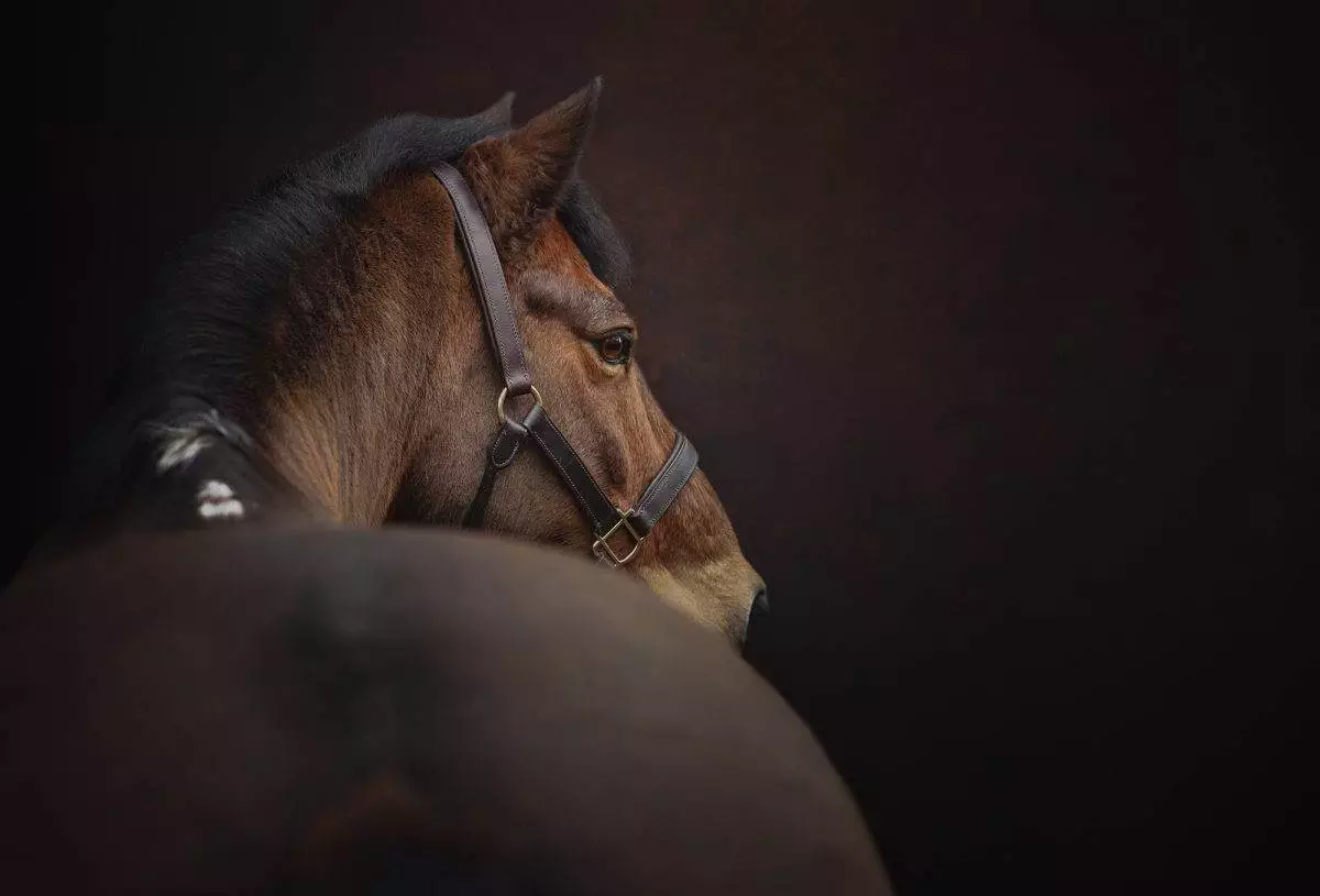 Horse photography. Equine photoshoot workshop. Creeating fine art photographs.