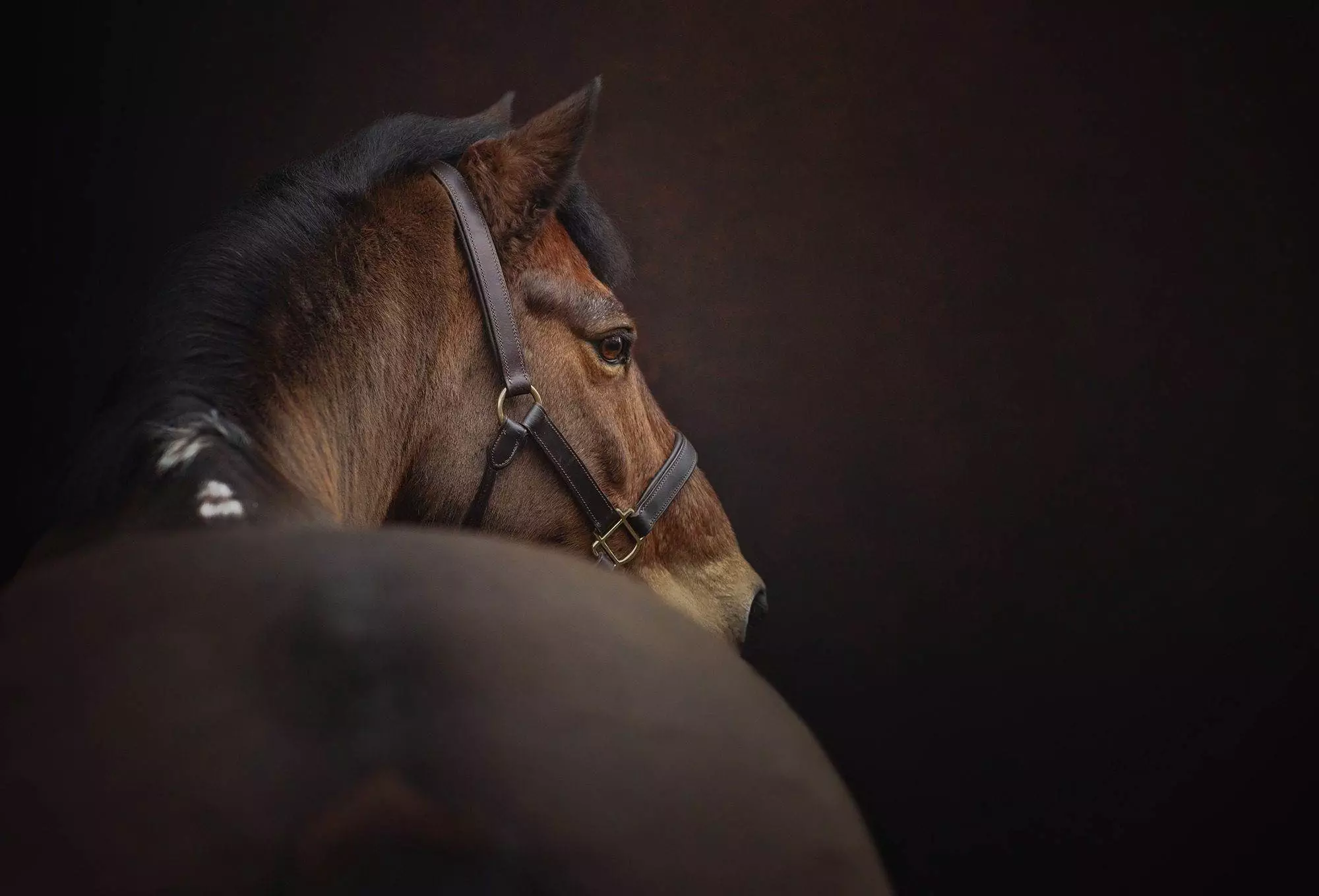 Horse photography. Equine photoshoot workshop. Creeating fine art photographs.