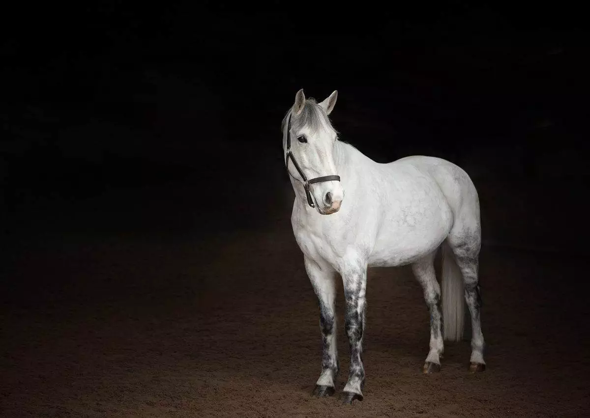Horse photography. Equine photoshoot workshop. As part of Photohubs.