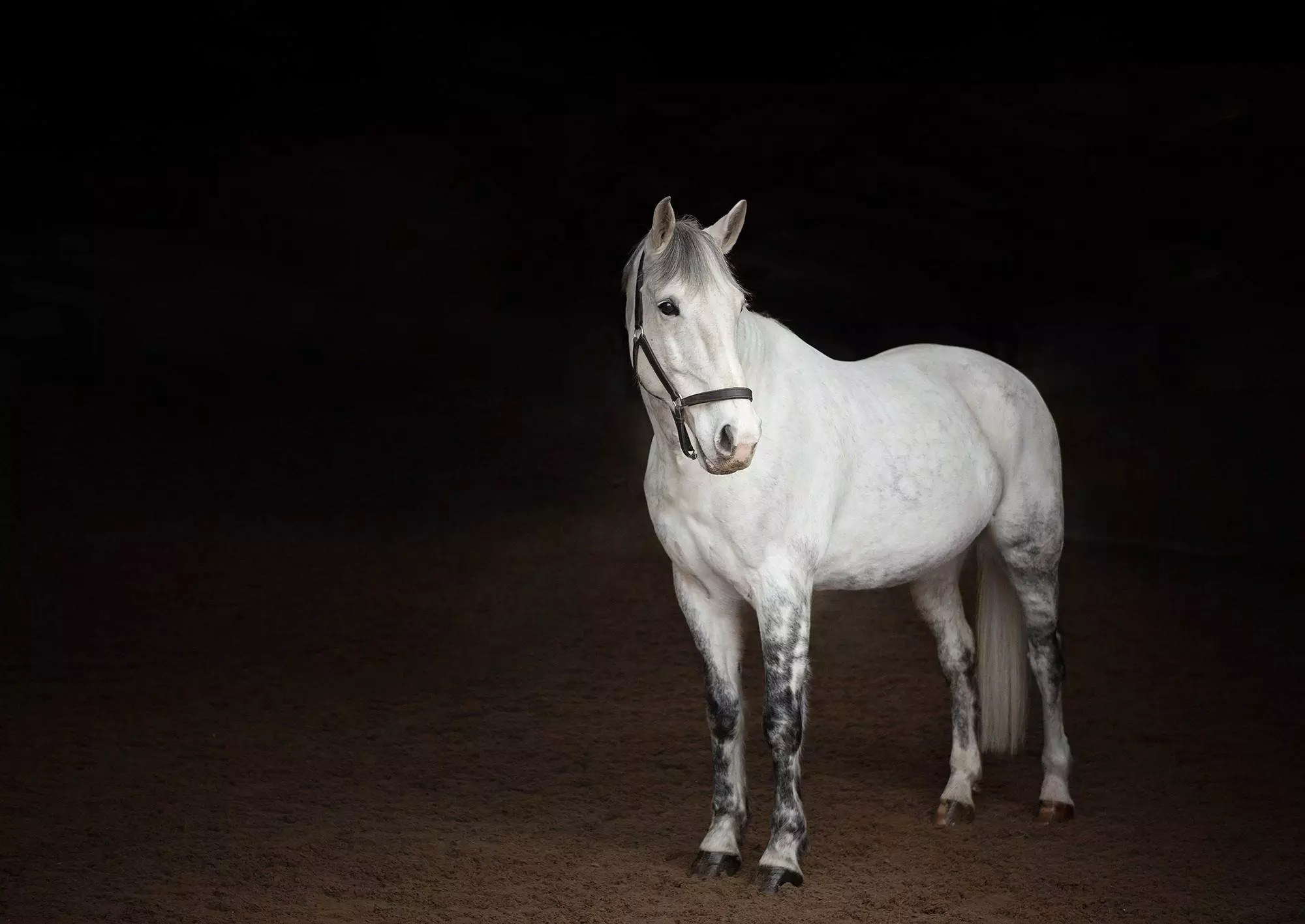 Horse photography. Equine photoshoot workshop. As part of Photohubs.