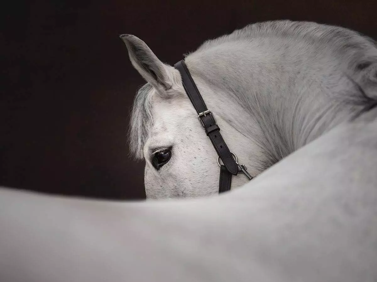 Horse photography. Equine photoshoot workshop. Fine Art remove the background.