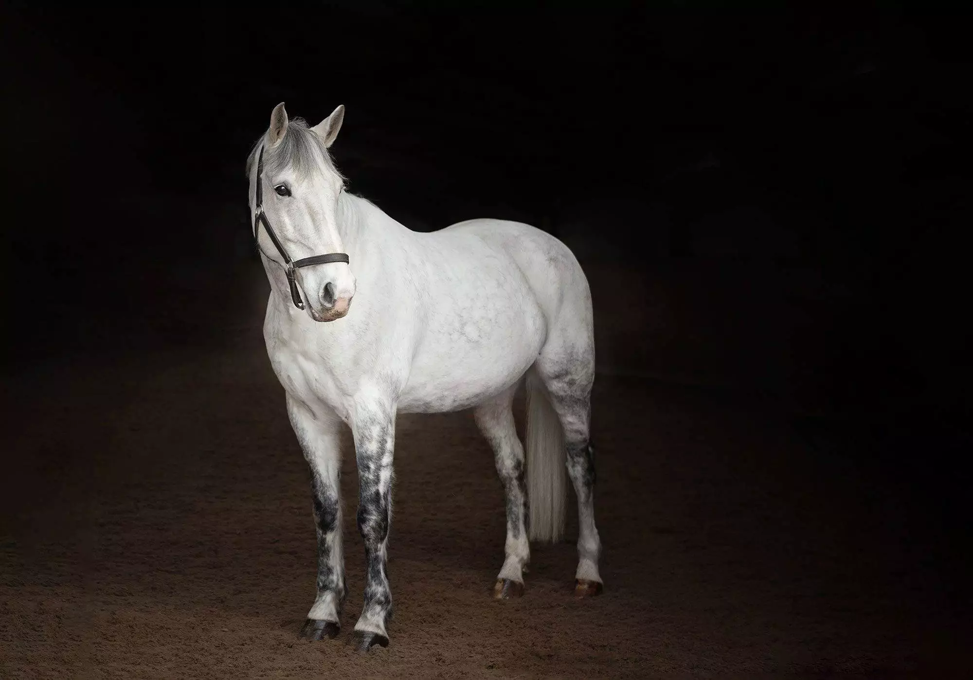 Create a black background for horse photographs