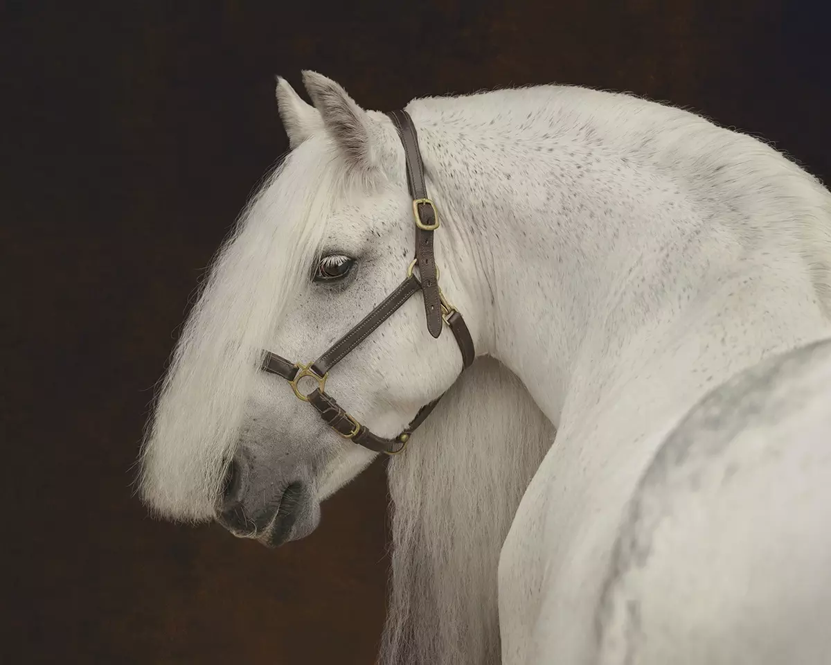 Fine art horse portrait - horse photoshoot of fell pony by Emma Campbell